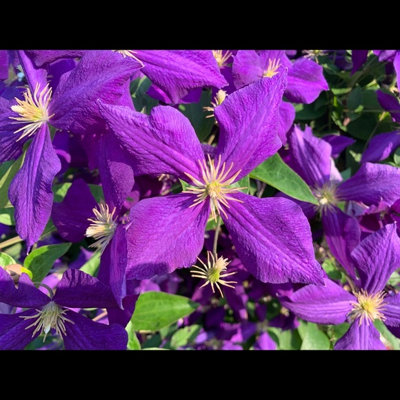 Meet your Posher, Jan - Picture 1 of 1